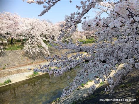 A Global Life: Nagoya : Cherry Blossoms near Yamazaki River