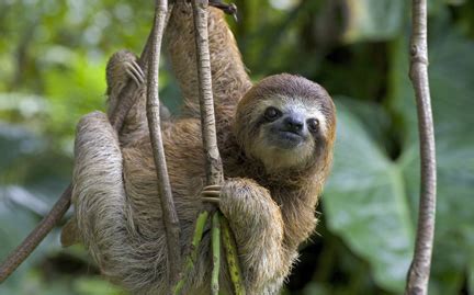 Three-toed Sloth | Facts of World