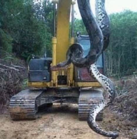 Brazilian construction workers find 30-foot anaconda – Boston 25 News