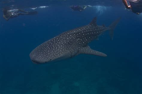 Whale Sharks in Maldives 2023-2024 - Rove.me