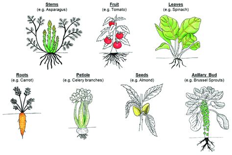 Plant Examples