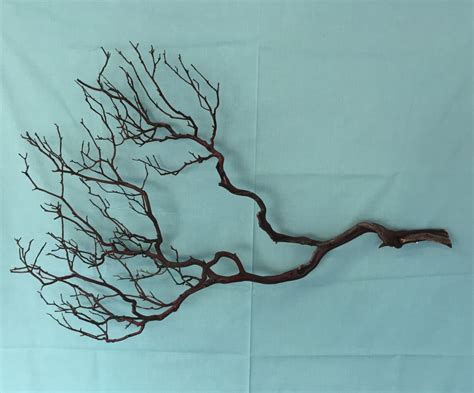 Manzanita branches Manzanita tree Decorative branches Tree