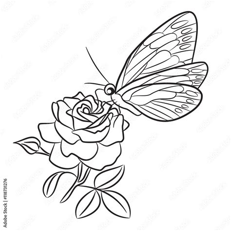 Butterfly on blooming rose, small bud and leaf. Black easy drawing line ...