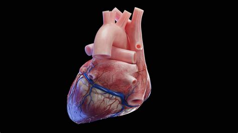 Human Heart Complete Anatomy animated – SciePro