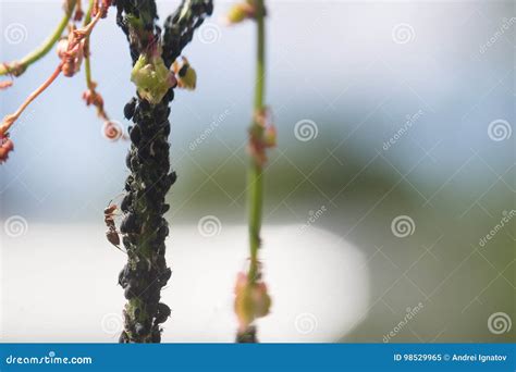 Aphid Infestation of Garden Plants. Stock Image - Image of farming ...