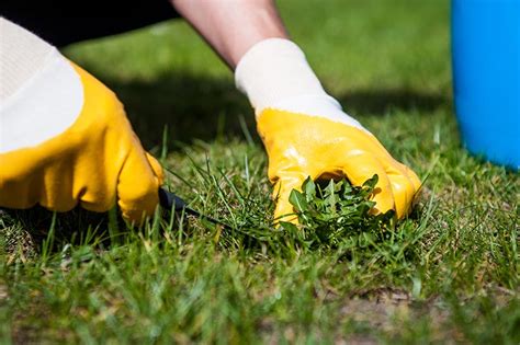 How To Remove Lawn Weeds - Markel Gardens - Jersey