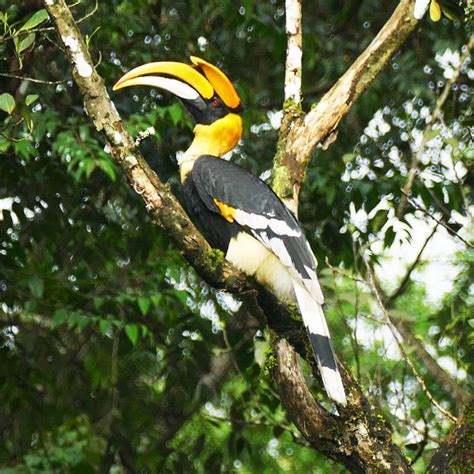 Giant-Hornbill – Leica Nature Blog