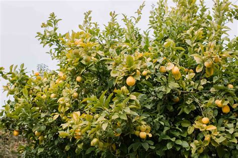 16 Common Citrus Fruit Trees