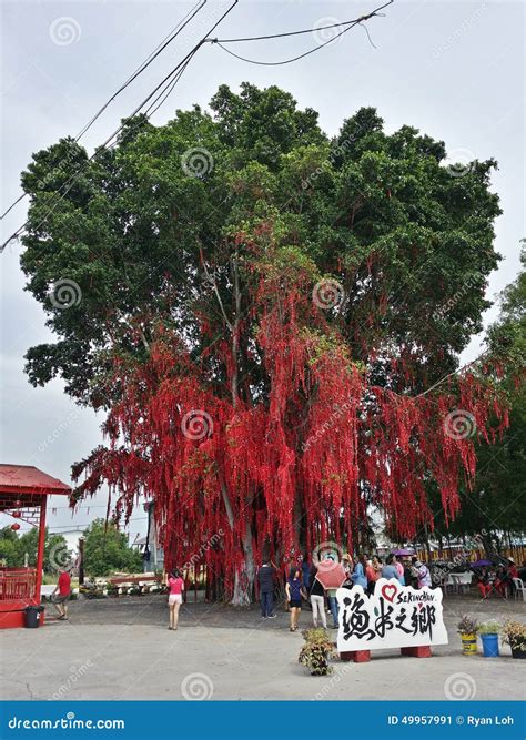 Sekinchan Wishing Or Hope Tree In Pantai Redang Is Popular Tourist ...