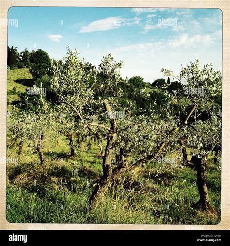 Umbria olive tree hi-res stock photography and images - Alamy