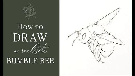 Bumble Bee Drawing