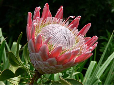 Protea cynaroides (King Protea) - World of Flowering Plants