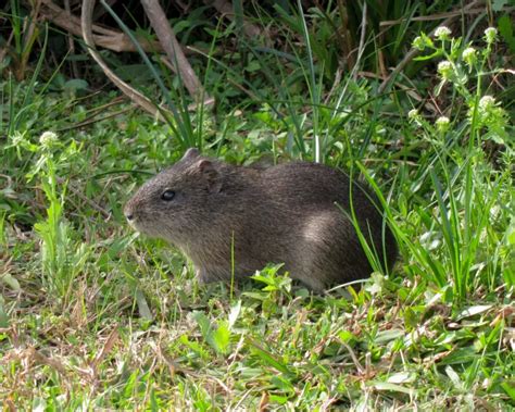 Datos de Cuis común, dieta, hábitat e imágenes en Animalia.bio