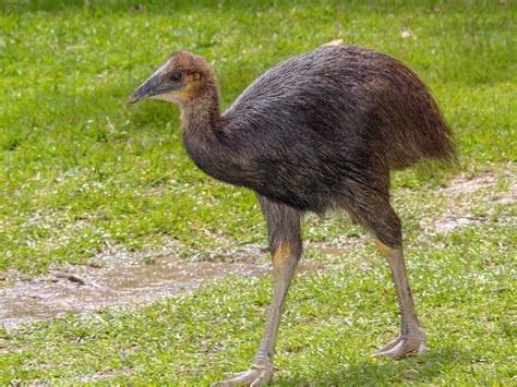 Dwarf Cassowary - eBird