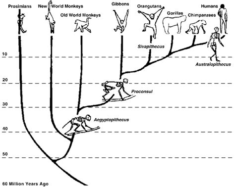 (Burns). Simplified model of primate evolution (reproduced from Mithen... | Download Scientific ...