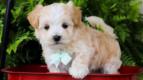 Maltipoo Puppies for Sale (Reasonable Adoption Rates) — Crockett Doodles