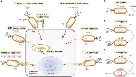 Frontiers | Four Chromosomal Type IV Secretion Systems in Helicobacter pylori: Composition ...