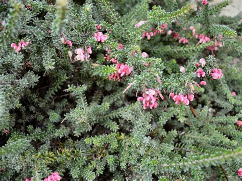 Grevillea lanigera – Woolly Grevillea | Gardening With Angus