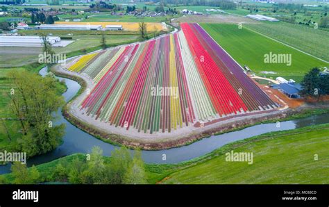 An aerial view of a tulip field taken by a drone Stock Photo - Alamy