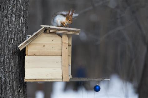 The squirrels of Moscow's parks