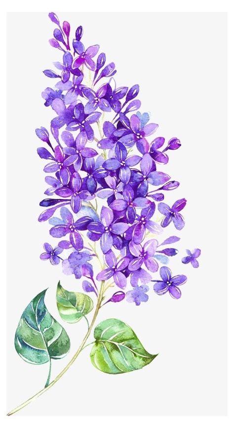 Lilac Flowers Aesthetic Drawing | flowers-art-ideas.pages.dev