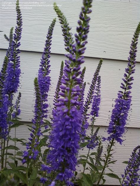 Perennials: Veronicastrum virginicum 'erica', 1 by warriorswisdomkathy