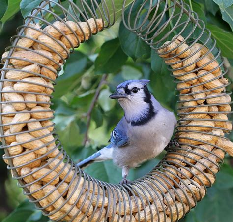 10 types of bird feeders you need in your backyard – Artofit