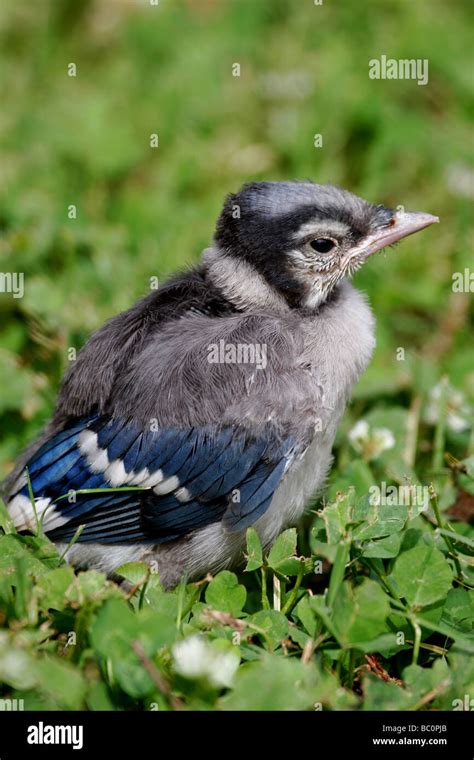 Baby Blue jay's first day out of nest Stock Photo - Alamy