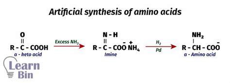 Synthesis Of Amino Acids | Learnbin