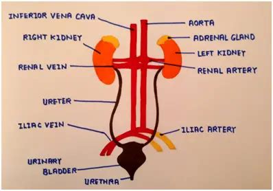 CBSE Diagrams for Class 10 Biology Important for Exams