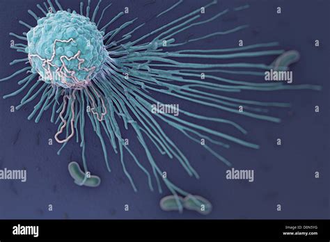 A close up macrophage cell bacteria. Macrophages are phagocytes their function is involved in ...