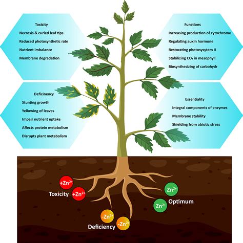 Frontiers | Functions and strategies for enhancing zinc availability in ...