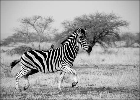 a-Running-Zebra-South-Africa – Cambridge Photography Club