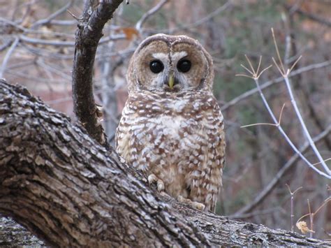 3:30 p.m. update: Prescribed fire in Mexican spotted owl habitat to start Tuesday | Local ...