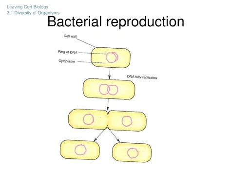 PPT - Monera (Bacteria) PowerPoint Presentation, free download - ID:8728425