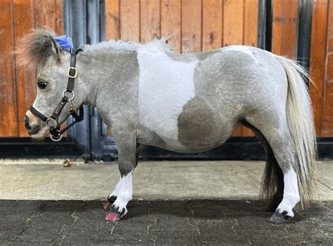 13 Facts About the Falabella Horse (Photos, Size & Origin) – Saddles Now