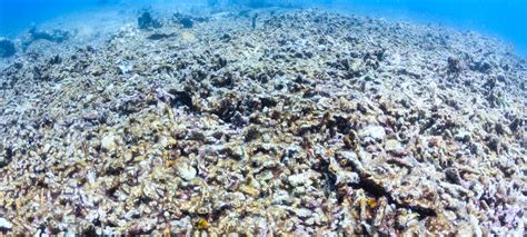 Coral Reef Destruction: 5 Common Causes of Coral Degradation