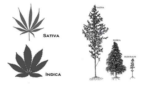 Types of Weed: Cannabis Classifications | Substance