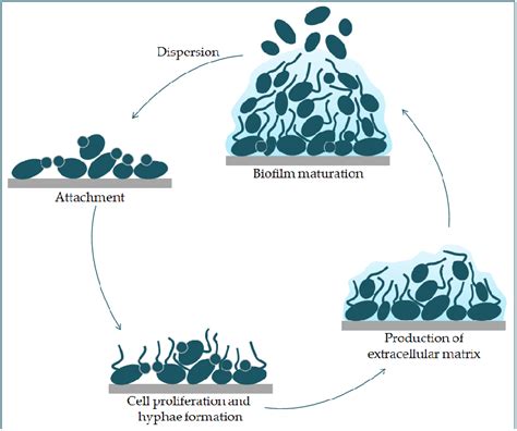 Phases of C. albicans biofilm formation. The formation starts with the... | Download Scientific ...