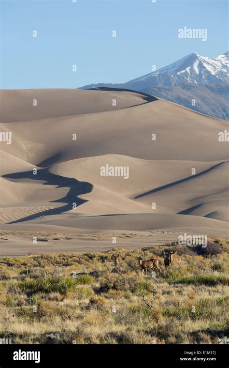 USA, Colorado, Great Sand Dunes National Park and Preserve, sand dunes and Elk (foreground ...