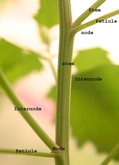 Plant Stem - Biocyclopedia.com