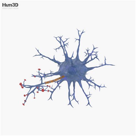 Neuron 3D model - Anatomy on Hum3D