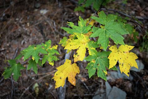 Where to find the prettiest fall foliage in Northern California and Bay Area