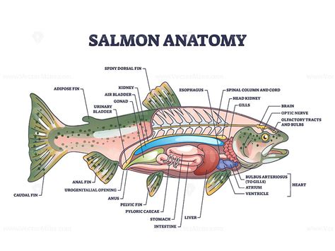 Salmon fish anatomy with inner structure and organ parts outline ...