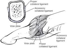 Flexor Pulley System - Hand - Orthobullets