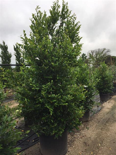 CHERRY LAUREL, COMPACT - Backbone Valley Nursery