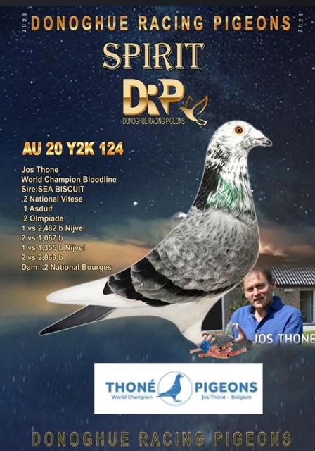 iPigeon.com - Racing Pigeon Auction