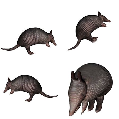 Armadillo Free Stock Photo - Public Domain Pictures