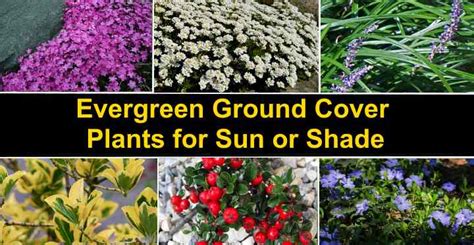 Evergreen Ground Cover Plants for Sun or Shade (With Pictures)