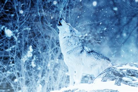 HD wallpaper: Animal, Wolf, Face, Grey Wolf, Wildlife, predator (Animal) | Wallpaper Flare